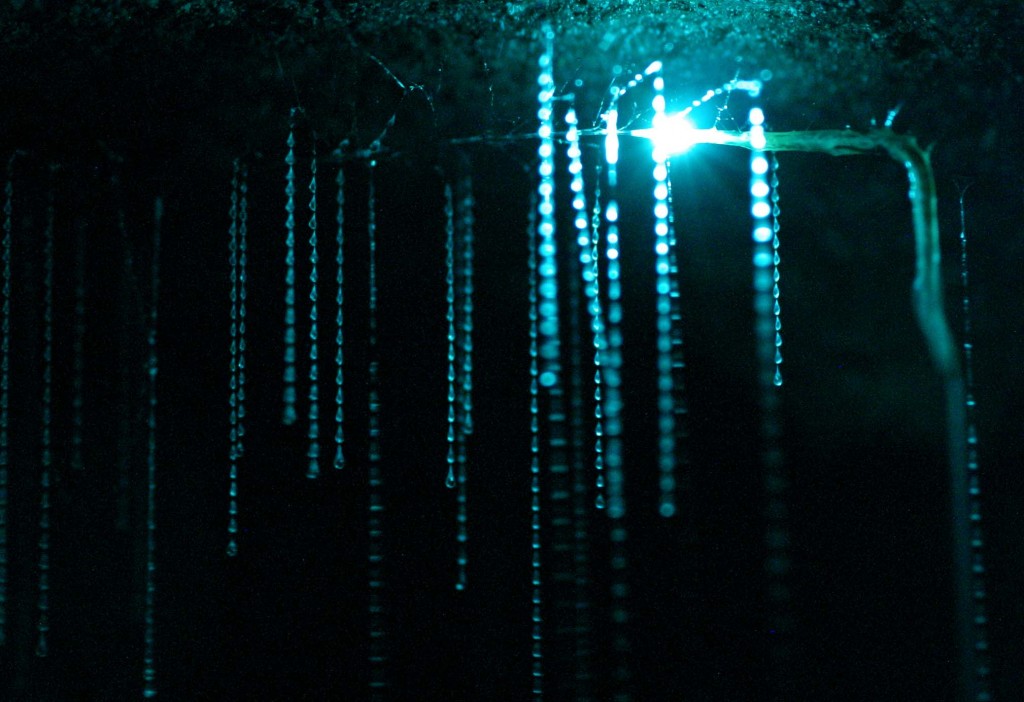 Spellbound glowworm threads